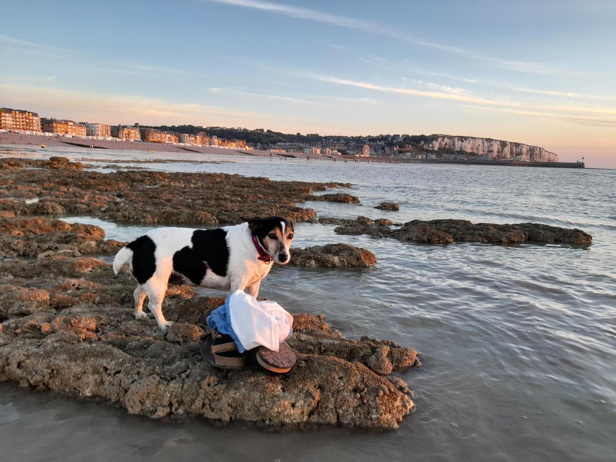 "Le Juguili" 46M2 En Front De Mer - 4 Personnes - Animaux Ok - Entierement Renove - Haut De Gamme - Wifi Mers-les-Bains Bagian luar foto